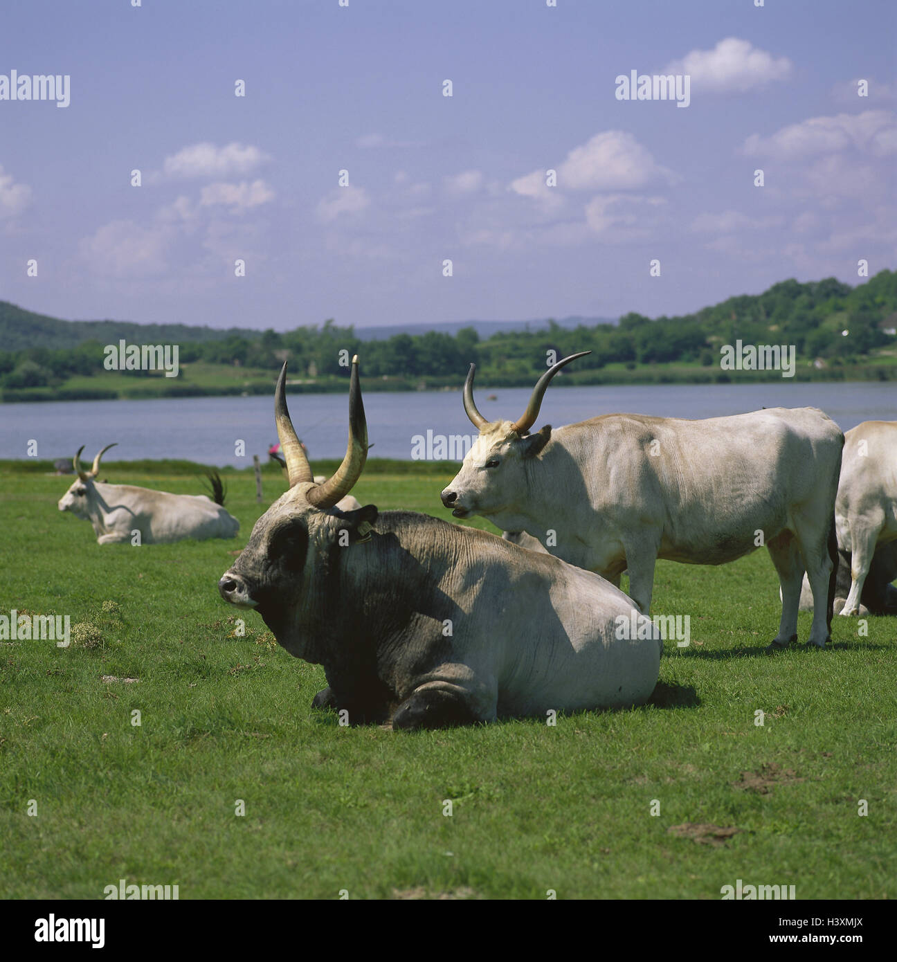 Hungary, Balaton, Tihany, meadow, Hungarian steppe cortexes, Central Europe, disk lake, scenery, pasture, animals, mammals, cortexes, cows, cattle, cattle economy, benefit animals, agriculture, keeping of pets, appropriate to the species, summer, outside Stock Photo