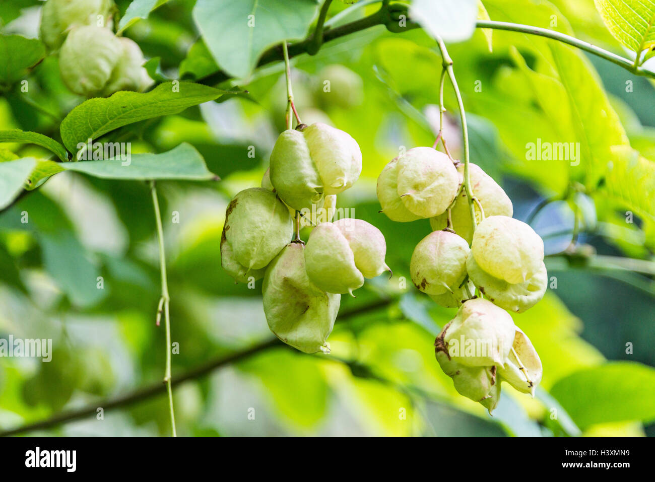 Fruits of the bladdernut (Staphylea pinnata) Stock Photo