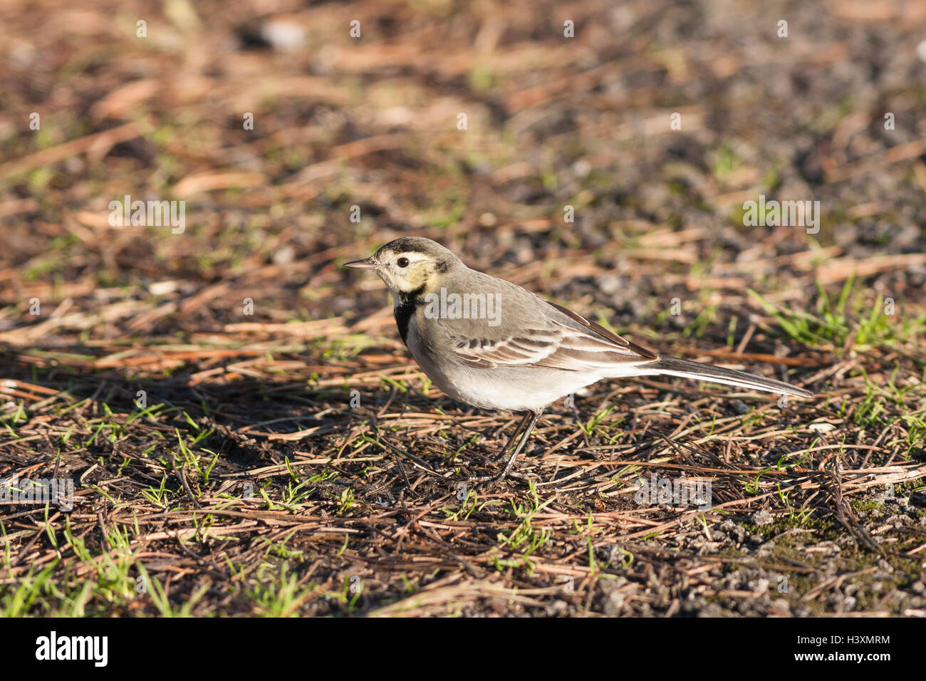 pied wagtail in sunshine Stock Photo