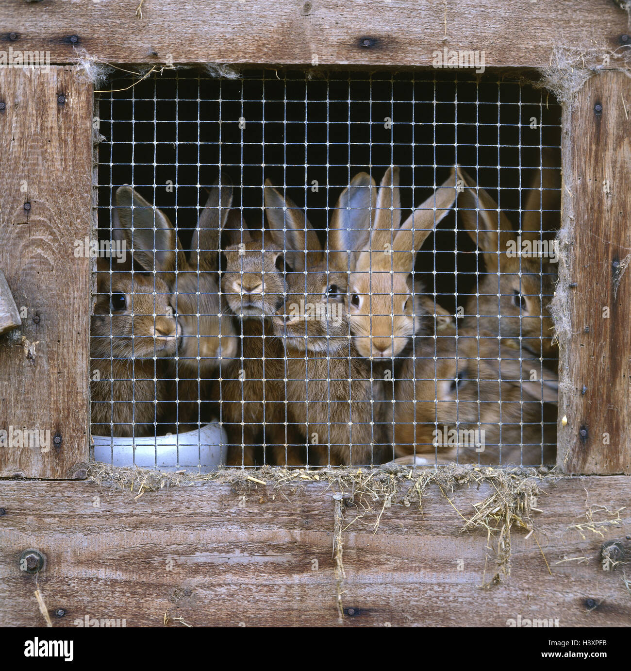 Wooden stable, stable hare, young, mammals, rodents, rodents, animals, hares, hare's animals, young animals, hare's stable, stable, card cage, locked up, wire netting, wire, grid, keeping of pets, breeding, hare's breeding Stock Photo