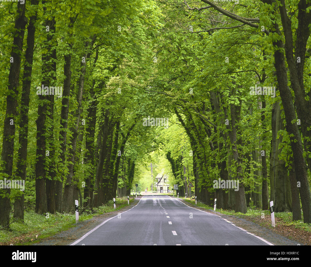 Germany, Saxony-Anhalt, Harzgerode, country road, avenue Stock Photo