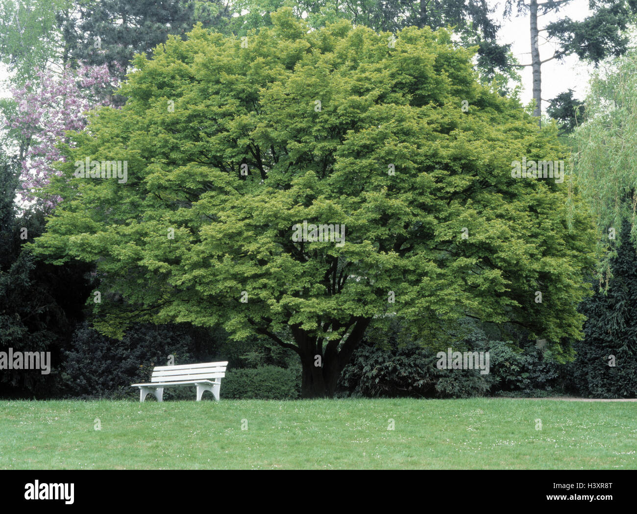 Germany, North RhineWestphalia, Dusseldorf, north park, tree, bank