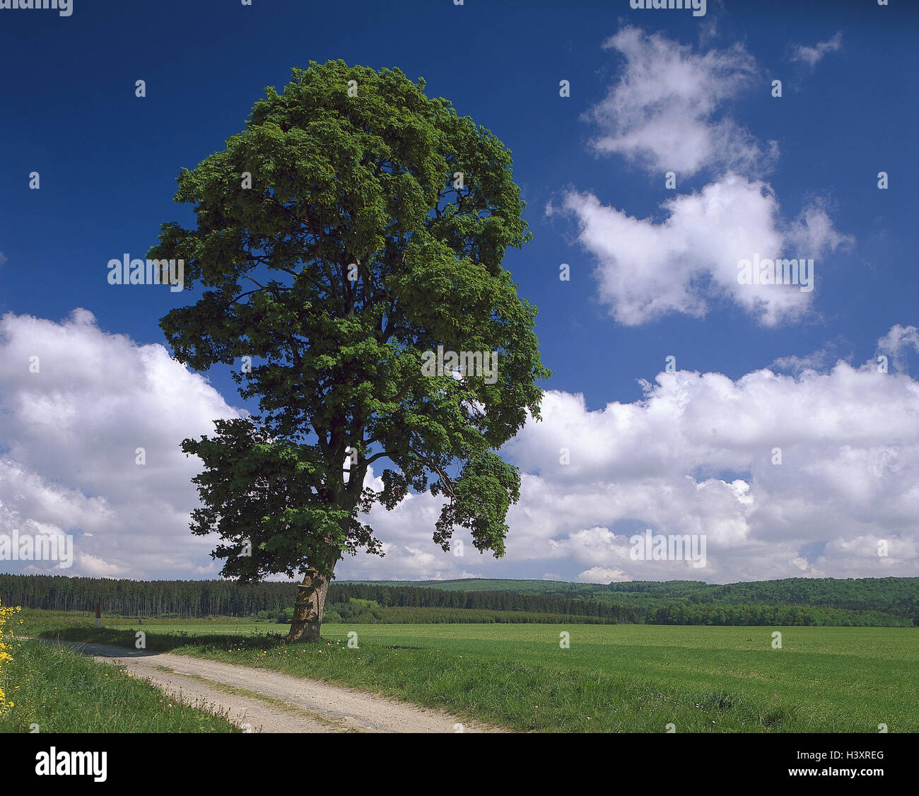 Maple, Acer spec., country lane, wood, Woleknhimmel, nature, scenery, trees, tree, foliage woods, hardwood, broad-leaved tree, maple plants, Aceraceae, maple tree, solitaire tree, meadow, field, way Stock Photo