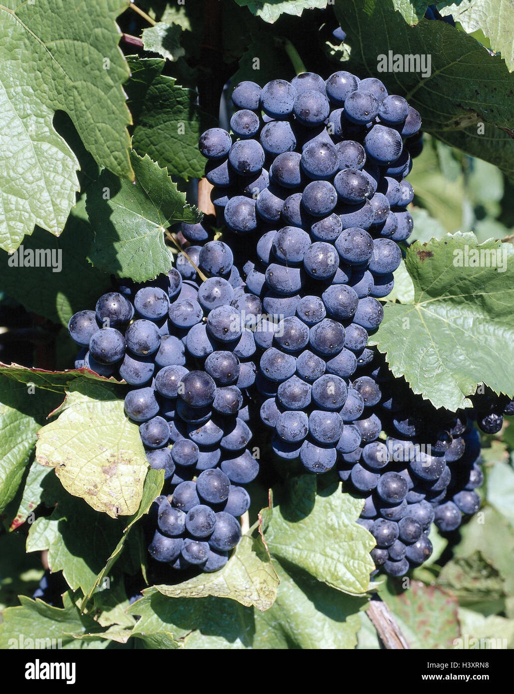 Vineyard Vines Europe 2024 | towncentervb.com
