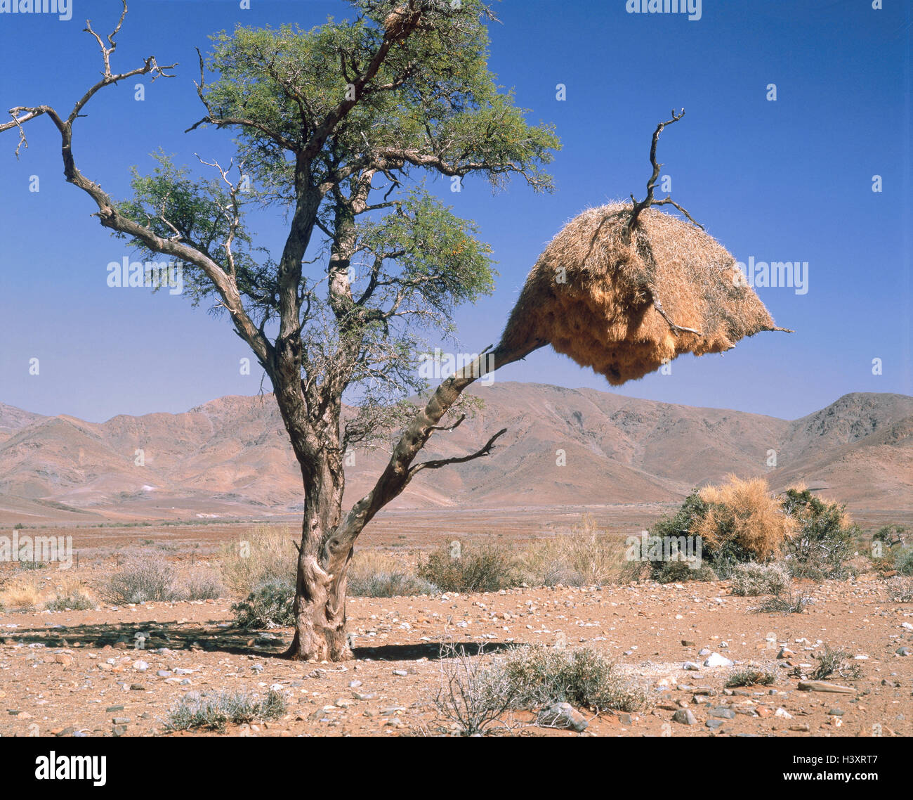 Namibia, savanna, tree, ervogel nest, Africa, bird's nest, weaver's