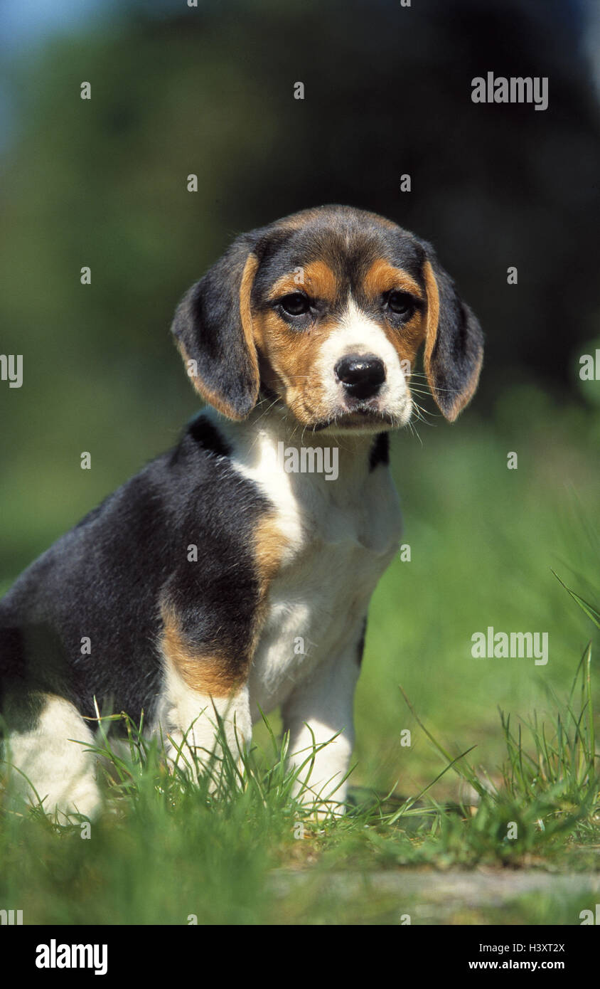 Meadow, beagle, puppy, animal, animals, mammal, mammals, dog, dogs, pet, pets, pet dog, race, pedigree dog, dog breed, scent hound, hound, young animal, DOG PUPPY, small, young, outside Stock Photo