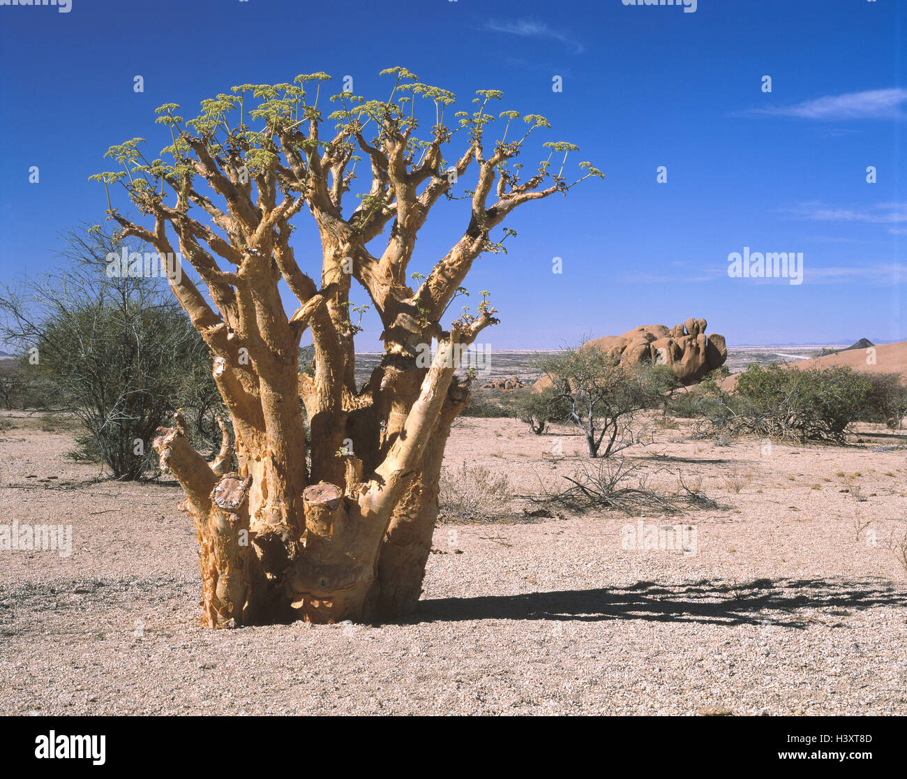 Namibia, scenery, butter tree, Cyphostemma currorii, Africa, desert, heat, dryness, vegetation, meagerly, scanty, tree, shrub, shrubs, savanna, nature, life-hostilely, Stock Photo