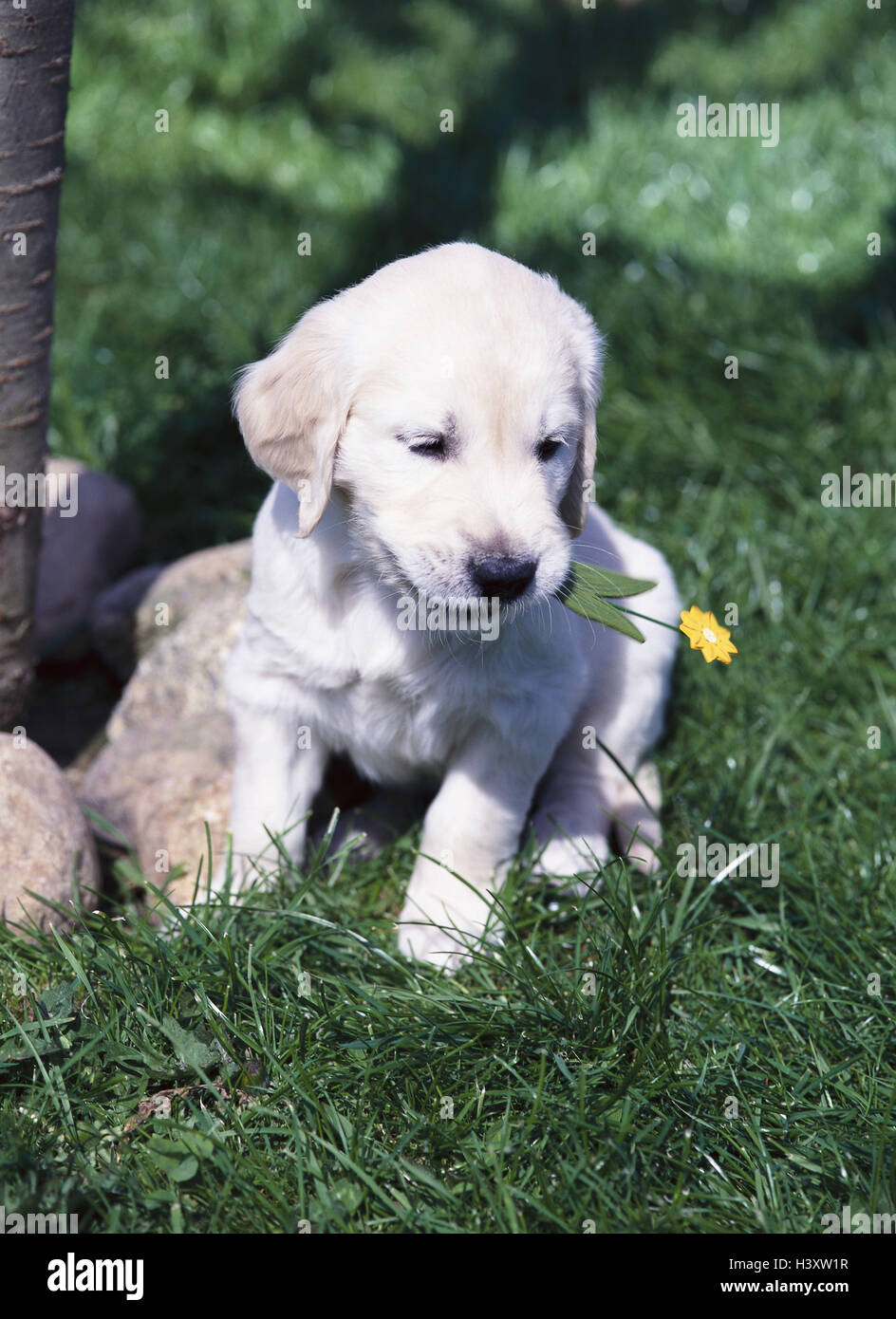 Meadow, Golden retrievers, puppy, sit, garden, animal, animals, mammal, mammals, dog, young, white, small, dogs, mouth, artificial flower, Canidae, young animal, young animals, dog puppy, puppy, pet, pets, dog breed, pedigree dog, race, pet dog, to pet do Stock Photo
