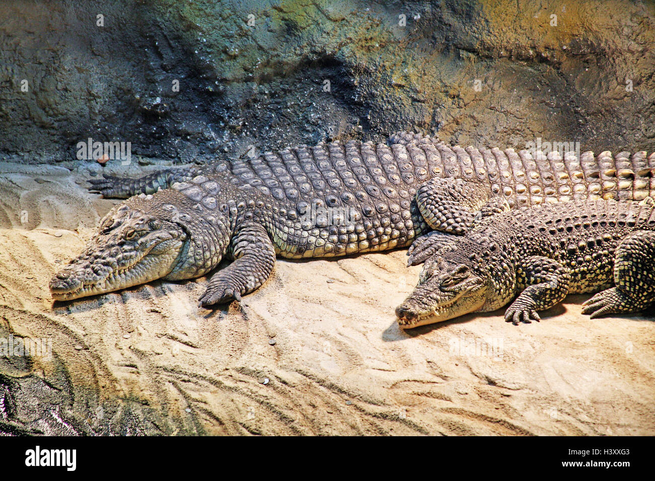 Nile Crocodile,Zoo Zagreb,7 Stock Photo