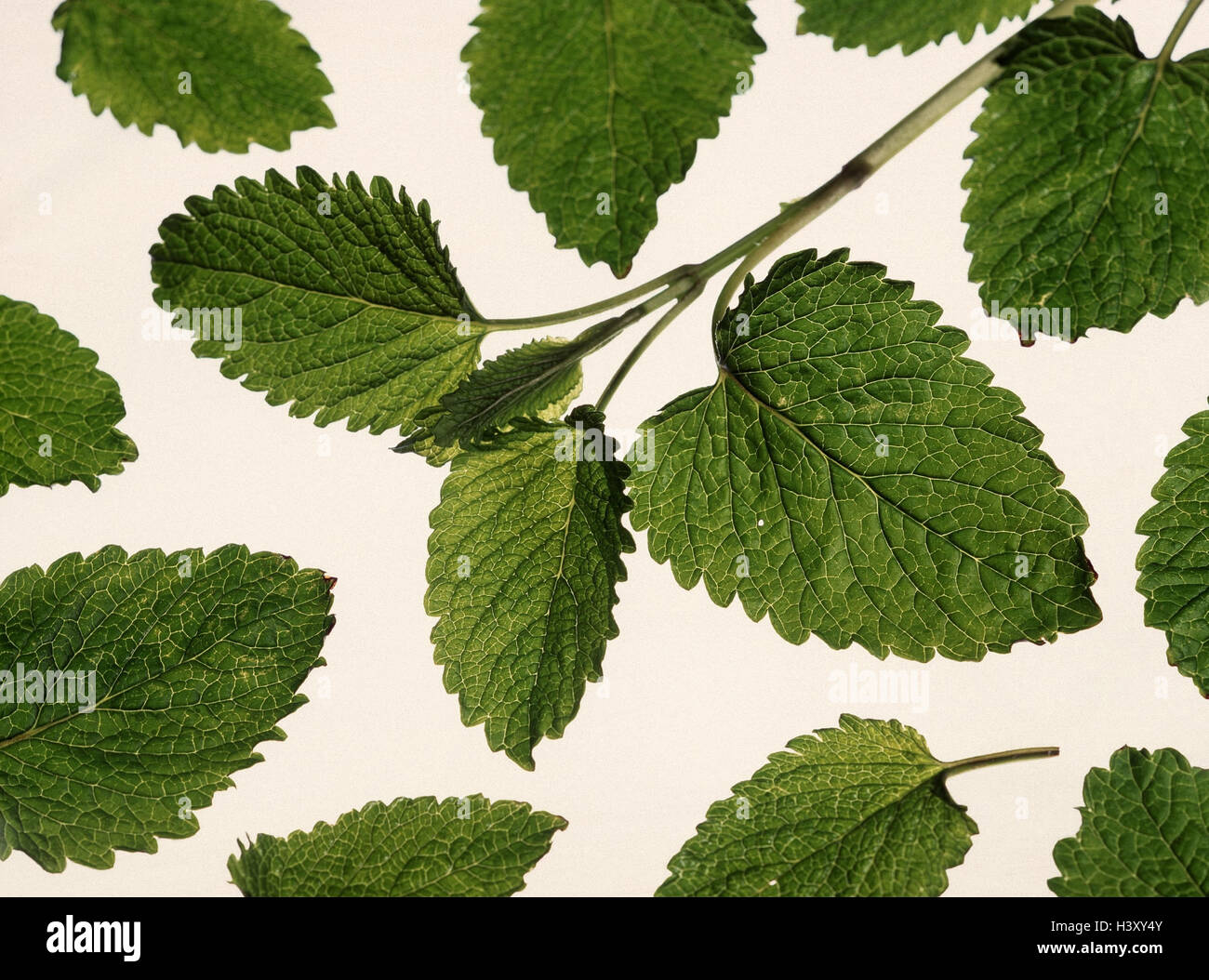 Lemon balm, Melissa officinalis, leaves plant, spice, medicinal plants, herbs, cut outs Stock Photo