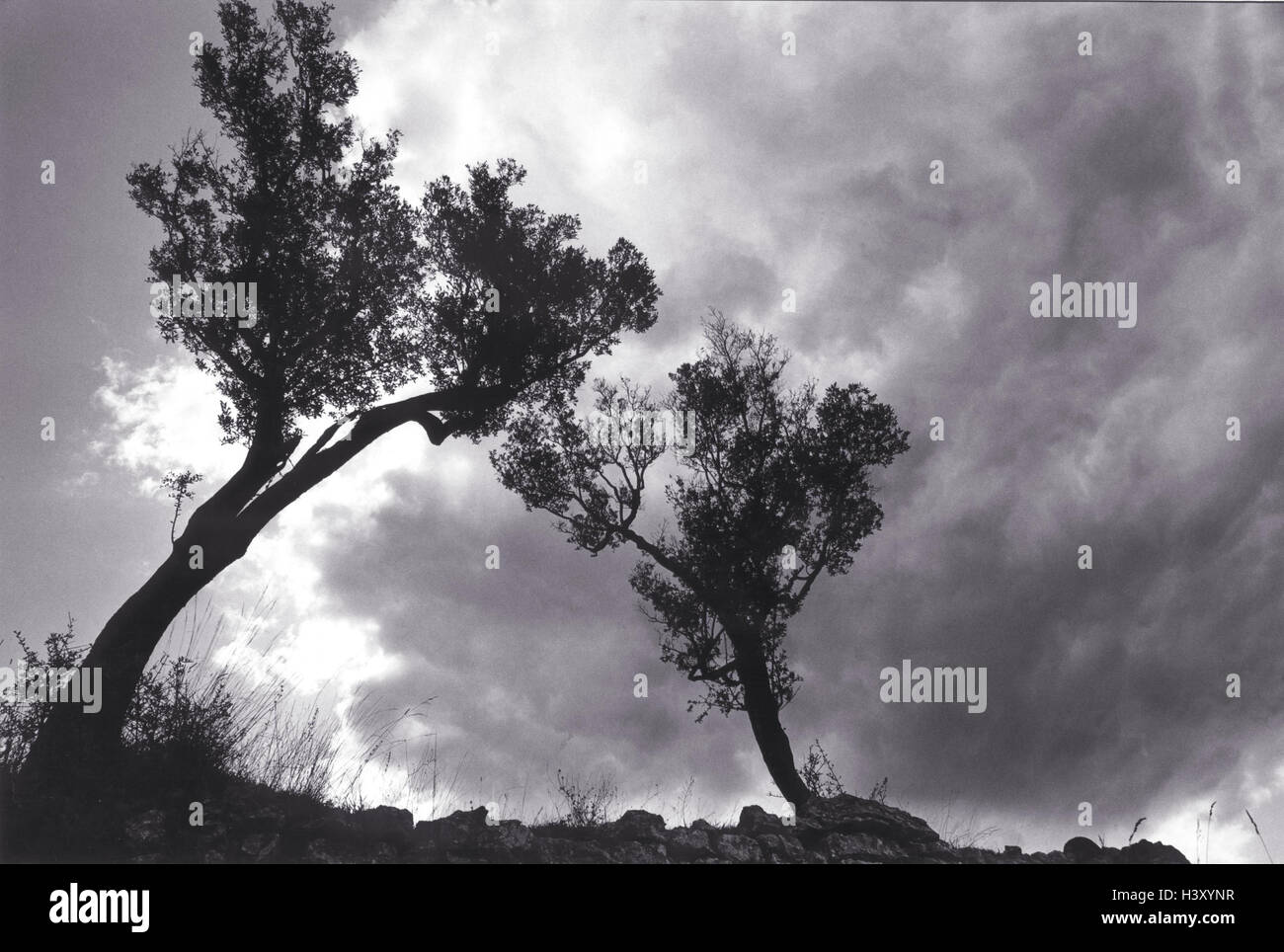 Italy, Gardasee, trees, stormy atmosphere, back light Lago Tu Garda, lake, waters, mood, menacingly, danger, threat, thunderstorm, draw up, beautyful clouds Stock Photo