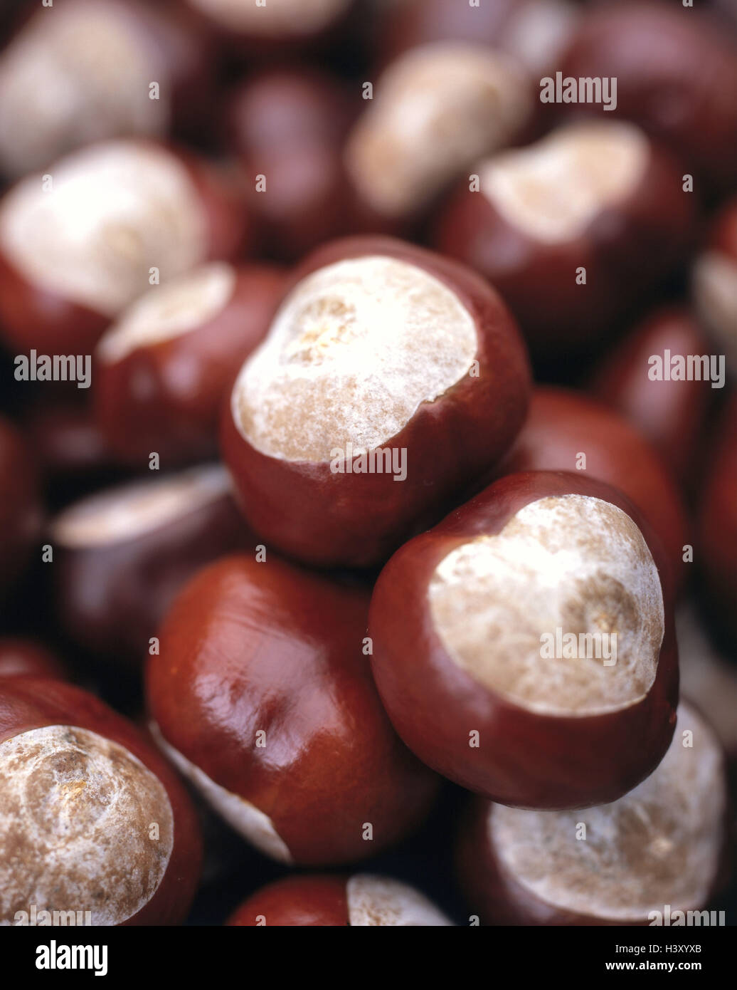 Chestnuts, red horse chestnut, Aesculus x carnea, autumn, meat Red horse chestnuts, Pavie, Aesculus rubicunda, horse chestnuts, chestnut, capsules, capsule fruits, semens, nature, season, harvest, collect, close up Stock Photo