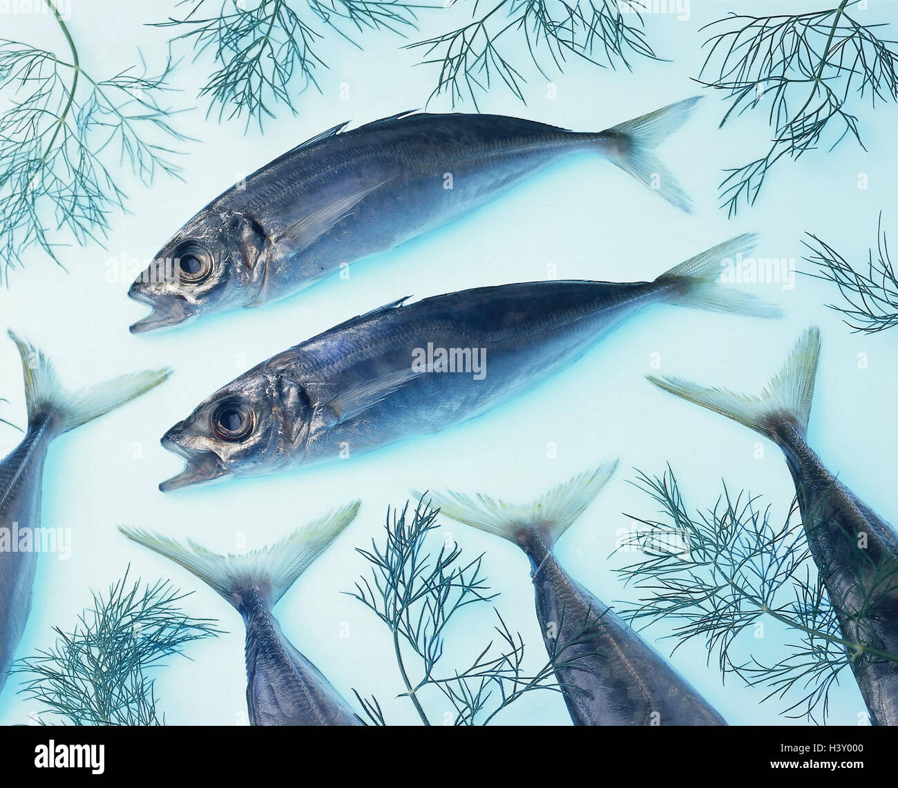 Food fish, jailers, dill, Still life, food, eat, fish, mackerel, fish