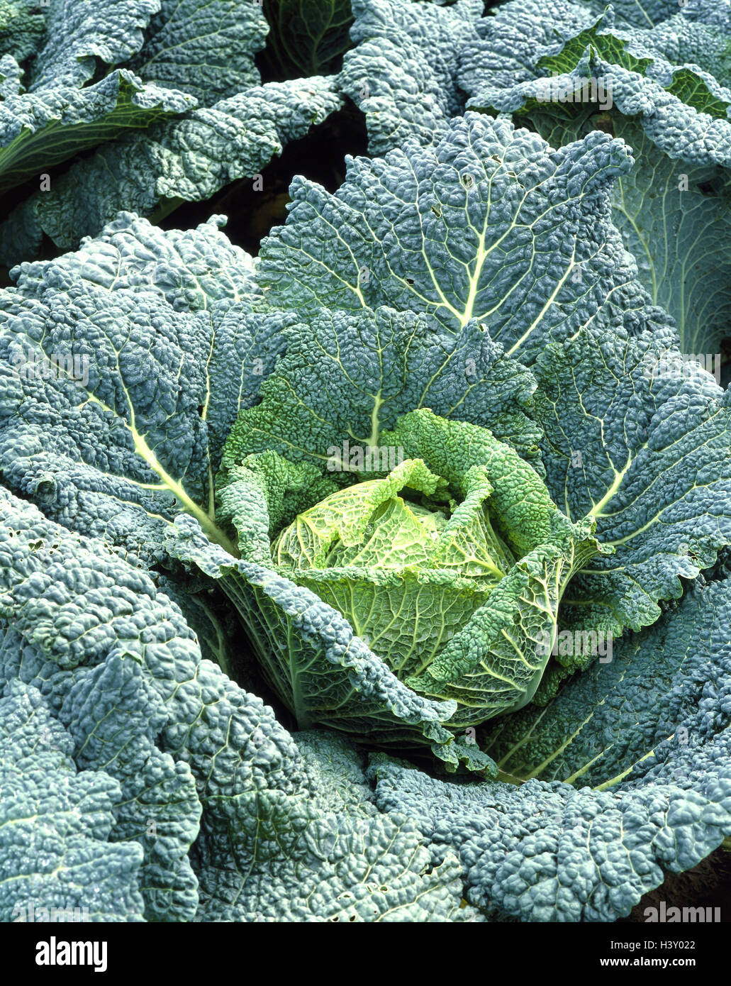 Cabbage field, savoy cabbage, Brassica sabauda, economy, agriculture
