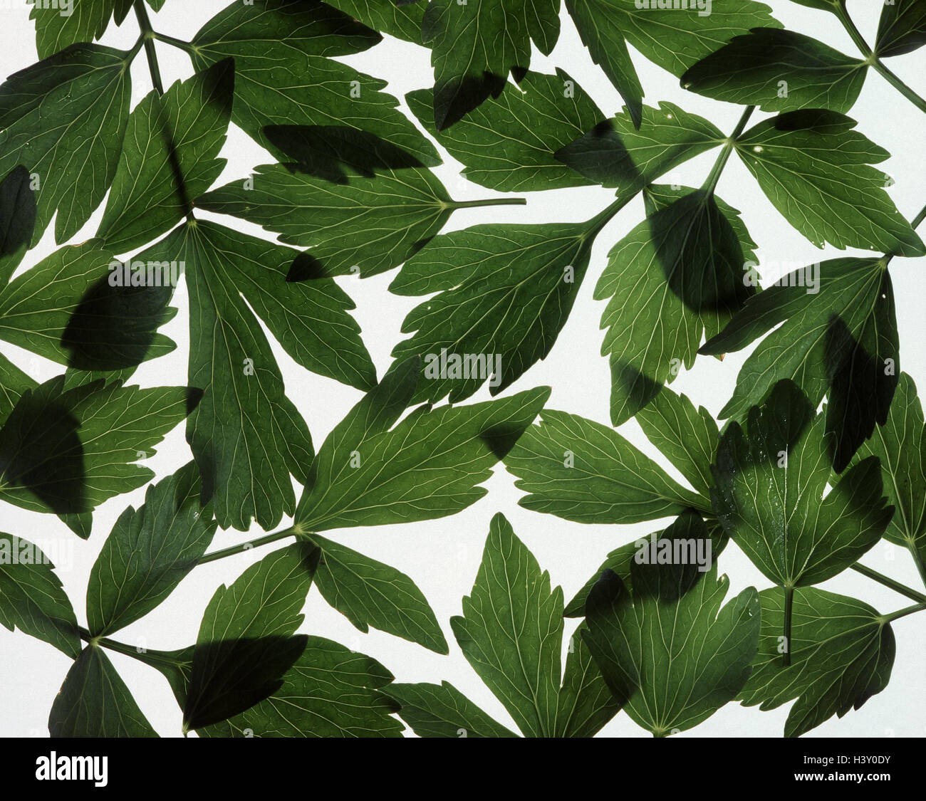 Lovage, Levisticum officinale, leaves plant, herbs, spice, spice plant, culinary spice, Maggi herb, Still life Stock Photo