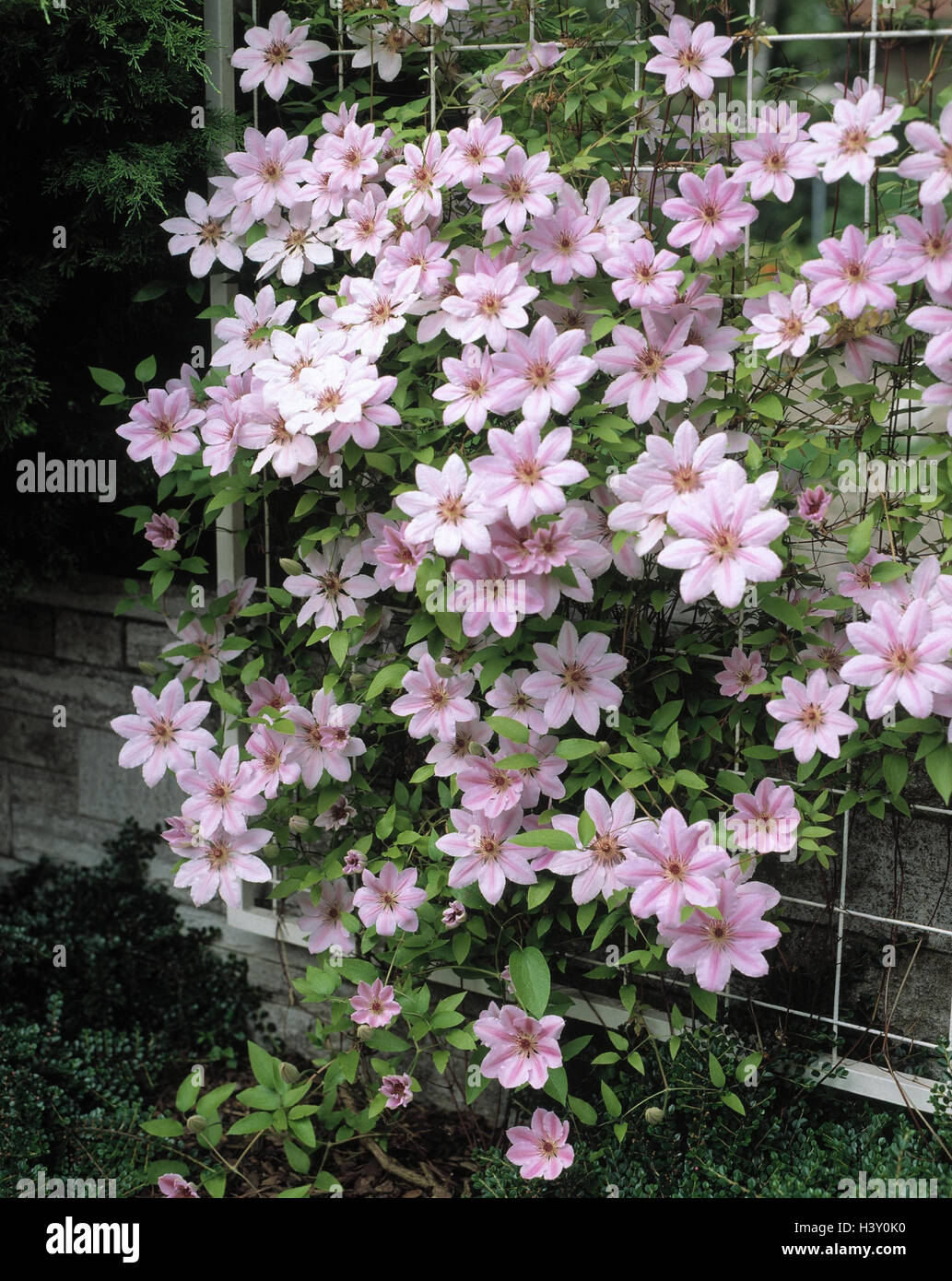 Clematis, blossoms, pink, forest vine, climbing plant