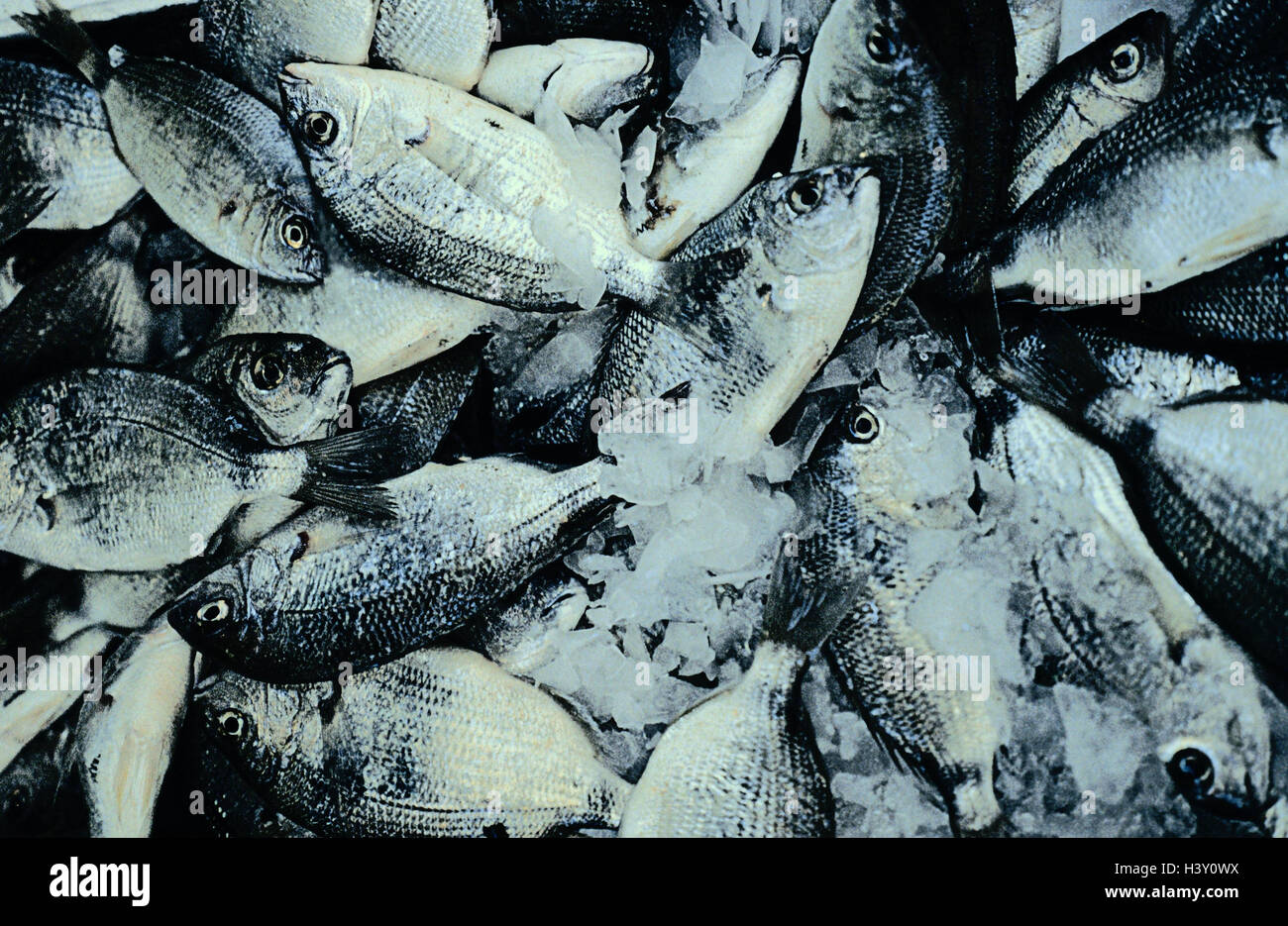 Fish market, ice, fish, close up, fish, cool, coldly, offer, porgies, lemon, fish dish, freshly, Sparidae, food fish, Still life Stock Photo