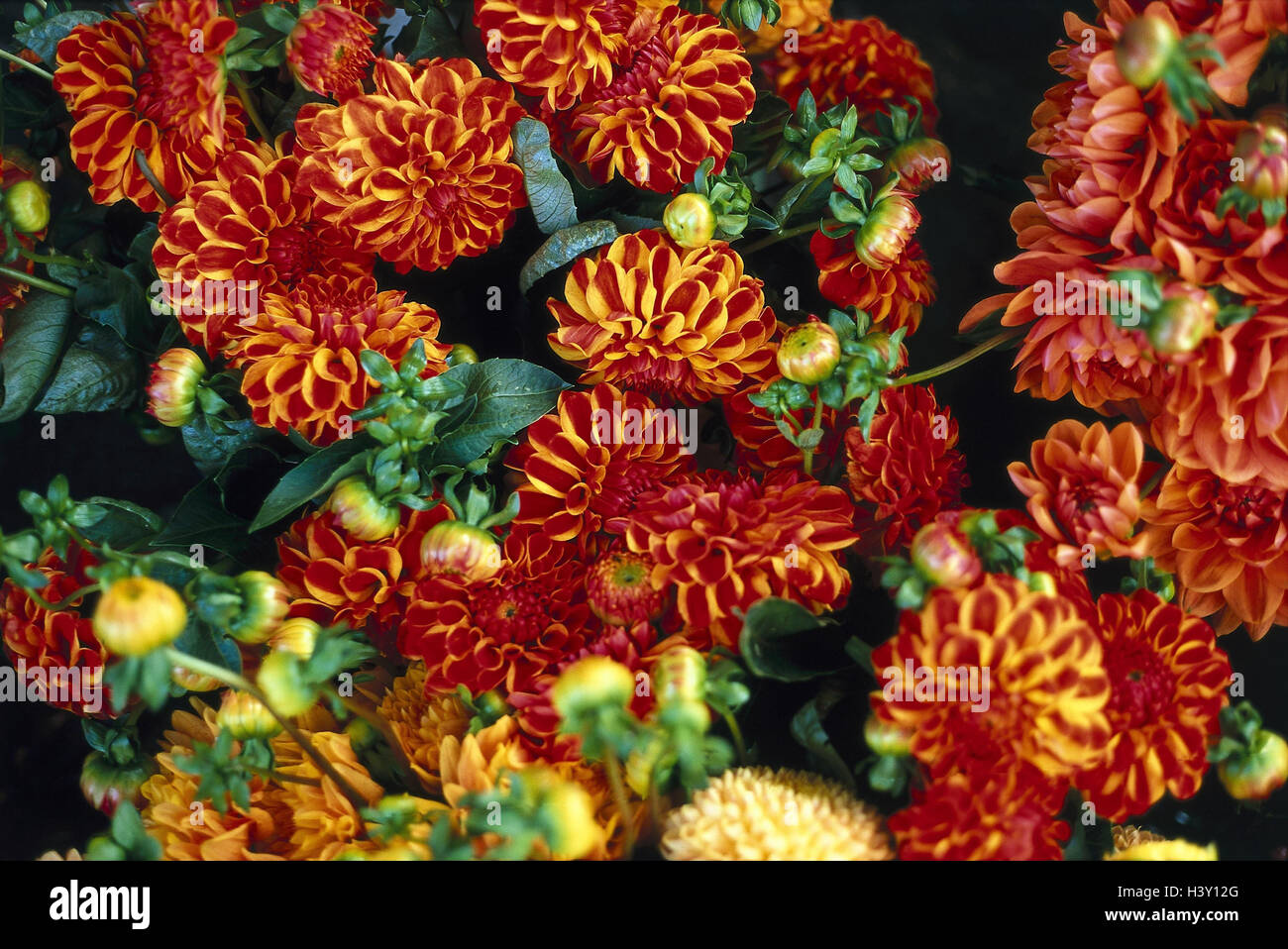 Asters, Still life, flowers, autumnally, autumn colours, colorfully, plants, aster bunch, plants, from above, close up Stock Photo