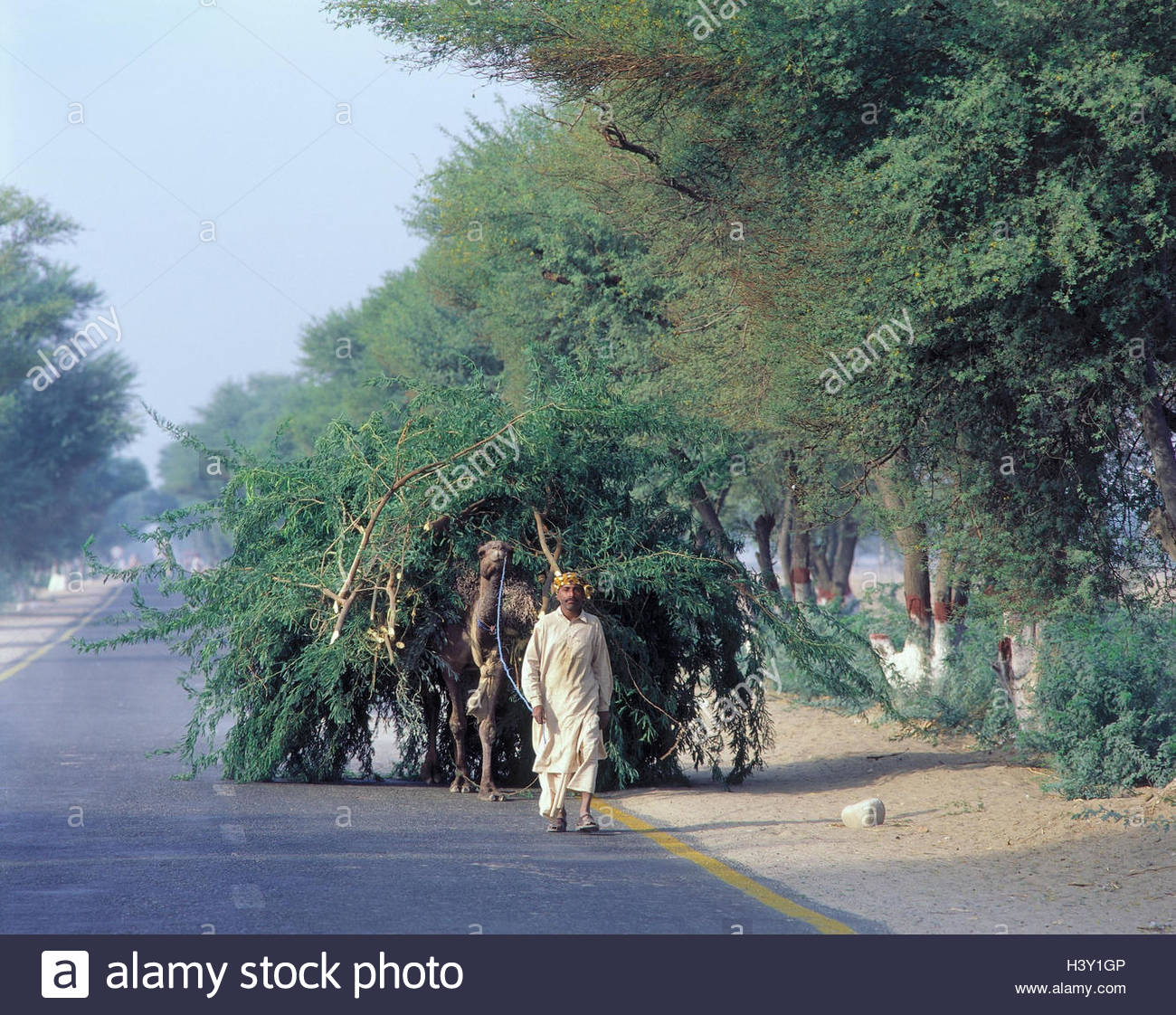 Branches in pakistan