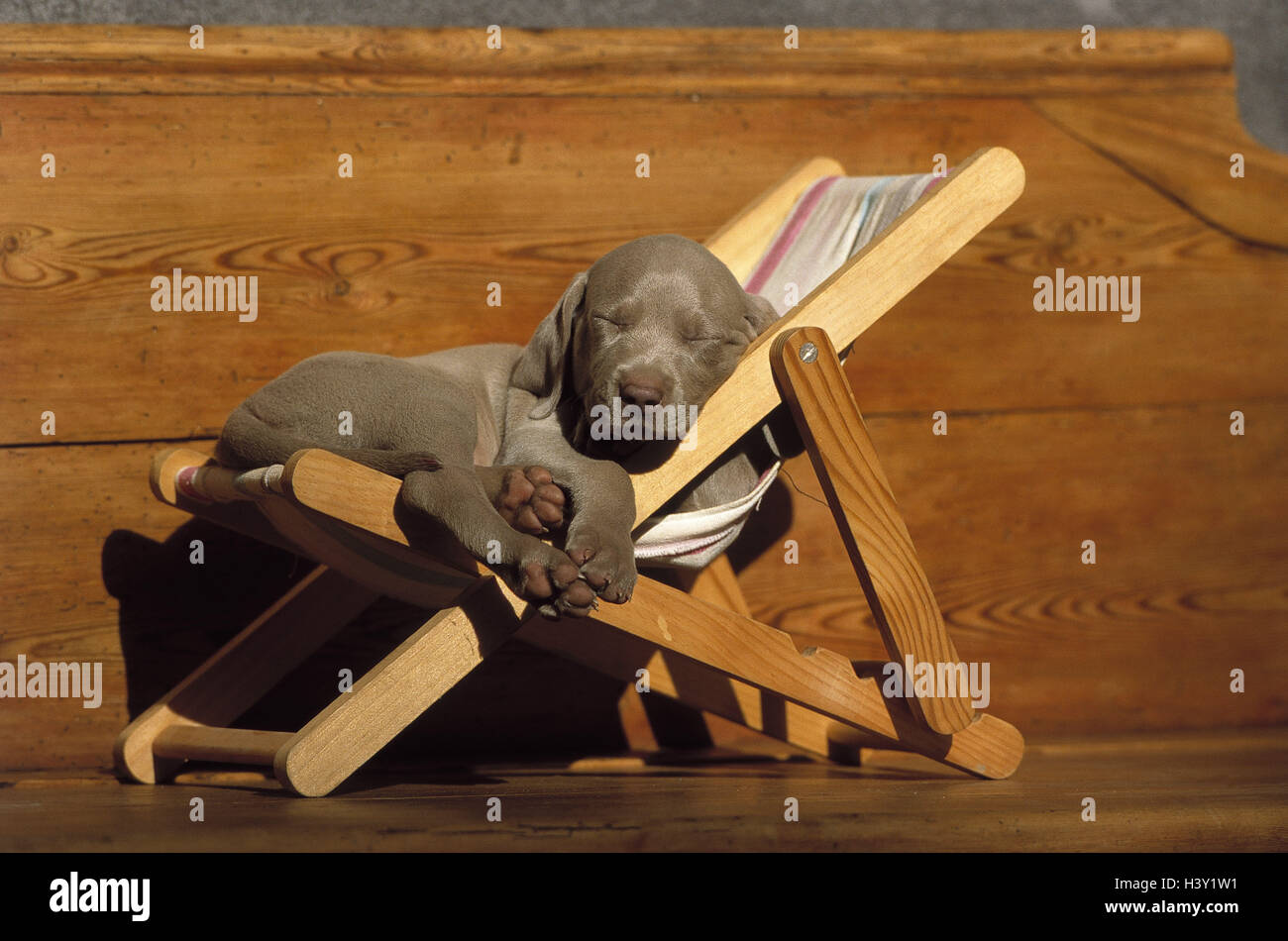 Deck chair, dog, Weimaraner, puppy, outside, dogs, hound, use dog, accompanying dog, pointer, feel dog, race, pedigree dog, dog breed, young animal, pet, lie, laziness, fatigue, inertia Stock Photo