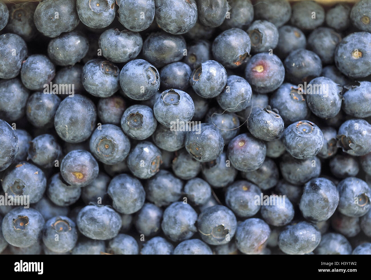 Blueberrys, Vaccinium myrtillus, bilberries, berry, bilberry, fruit ...