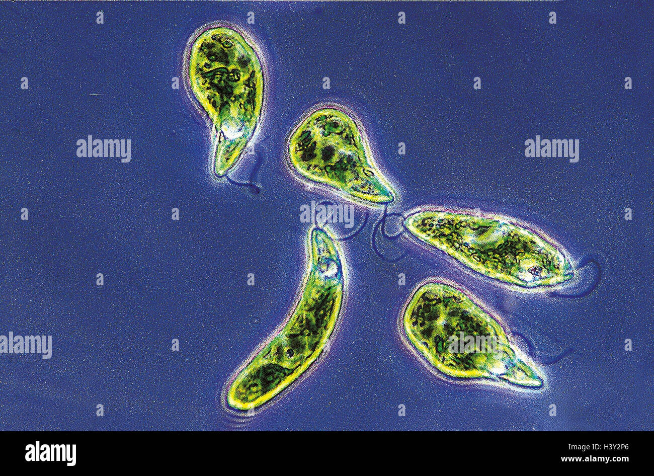 Microscope recording, Augenflagellaten, Euglena viridis, microcosm, germ Stock Photo