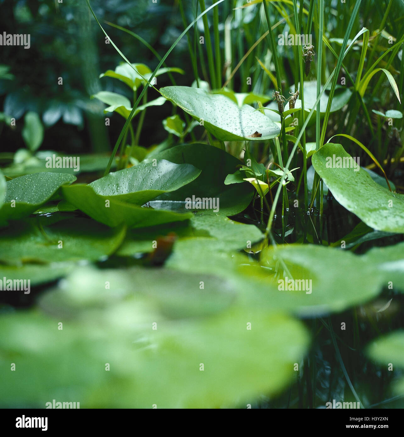 Pond, detail, water lily leaves, outside, nature, plants, water plants, Nymphaea, water lily plants, leaves, water, grass, close up Stock Photo