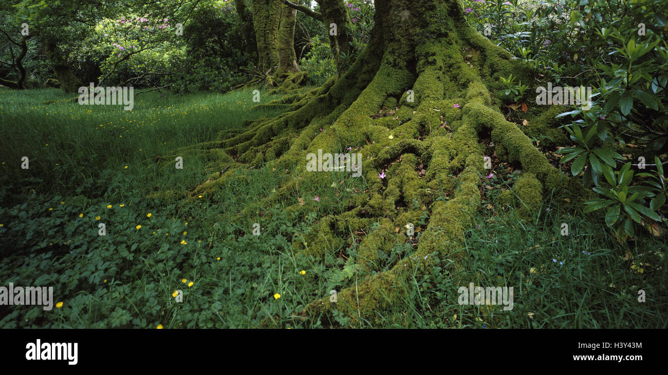 Northern roots hi-res stock photography and images - Alamy