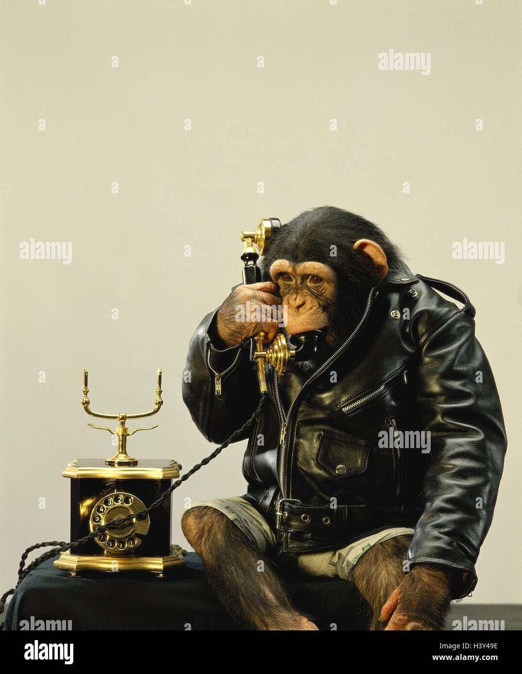 Monkey leather ball jacket phone calls up Stock Photo Alamy