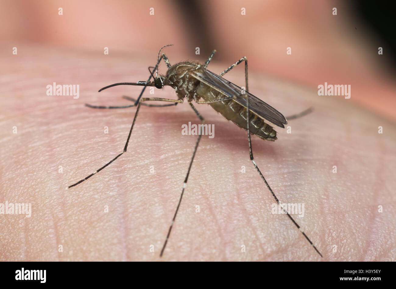 Common house mosquito (Culex pipiens) preparing for bite human skin Stock Photo