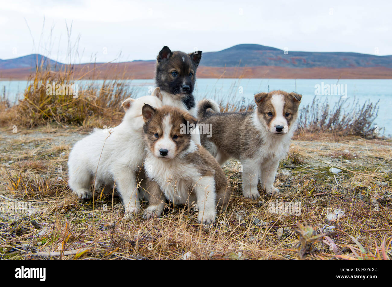 Husky puppies Greenland hill. Stock Photo
