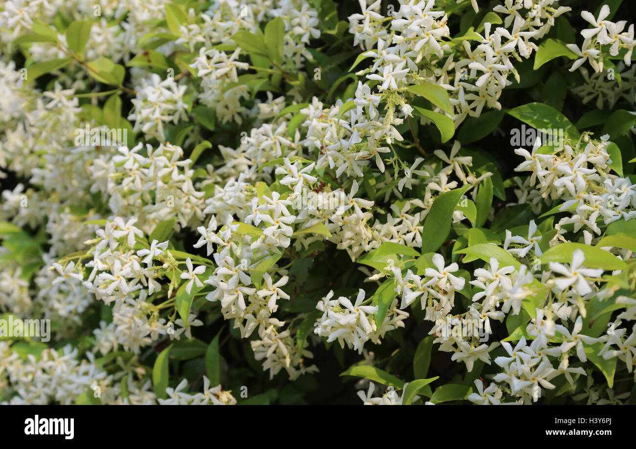 Jasmine plant with many very fragrant white flowers in spring Stock