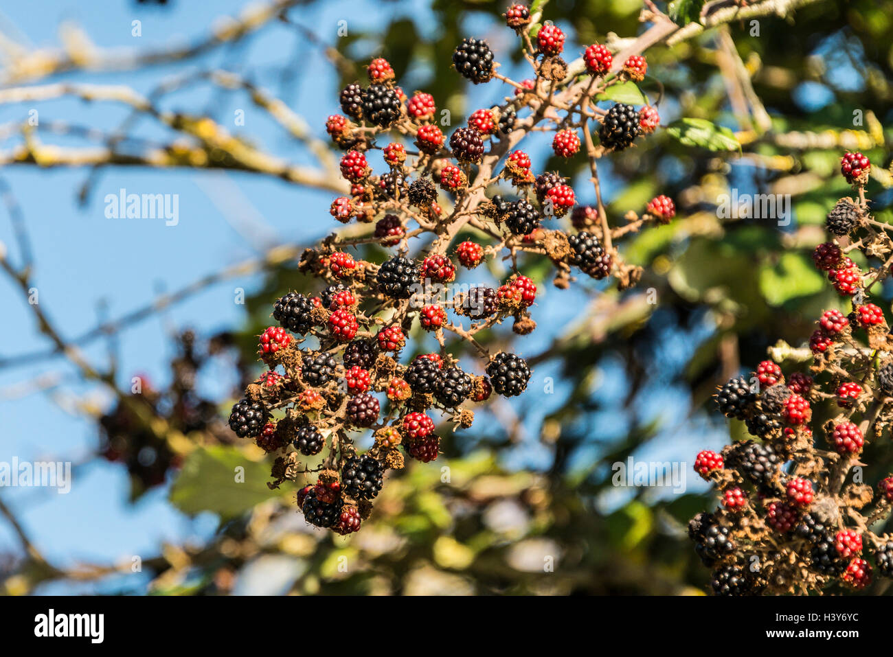 Ripe and ripening blackberries Stock Photo