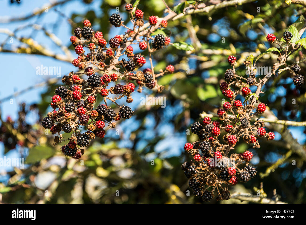 Ripe and ripening blackberries Stock Photo