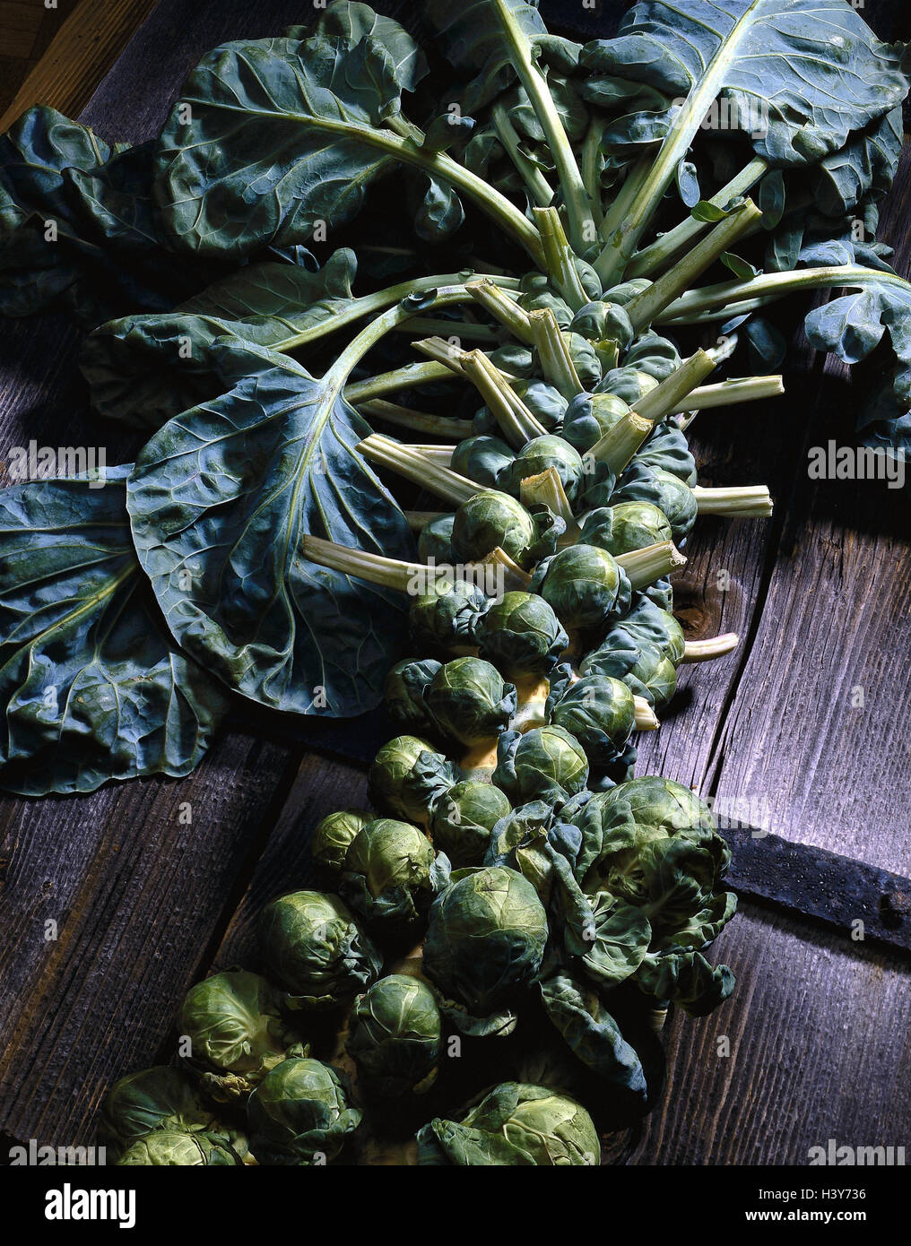 Brussels sprouts, shrubs, cabbage, winter vegetables, vegetables, green