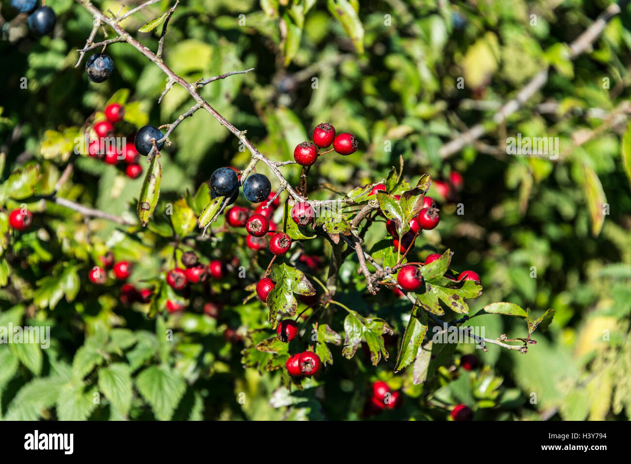 Hawthorn berries and sloe berries Stock Photo 122914992 Alamy