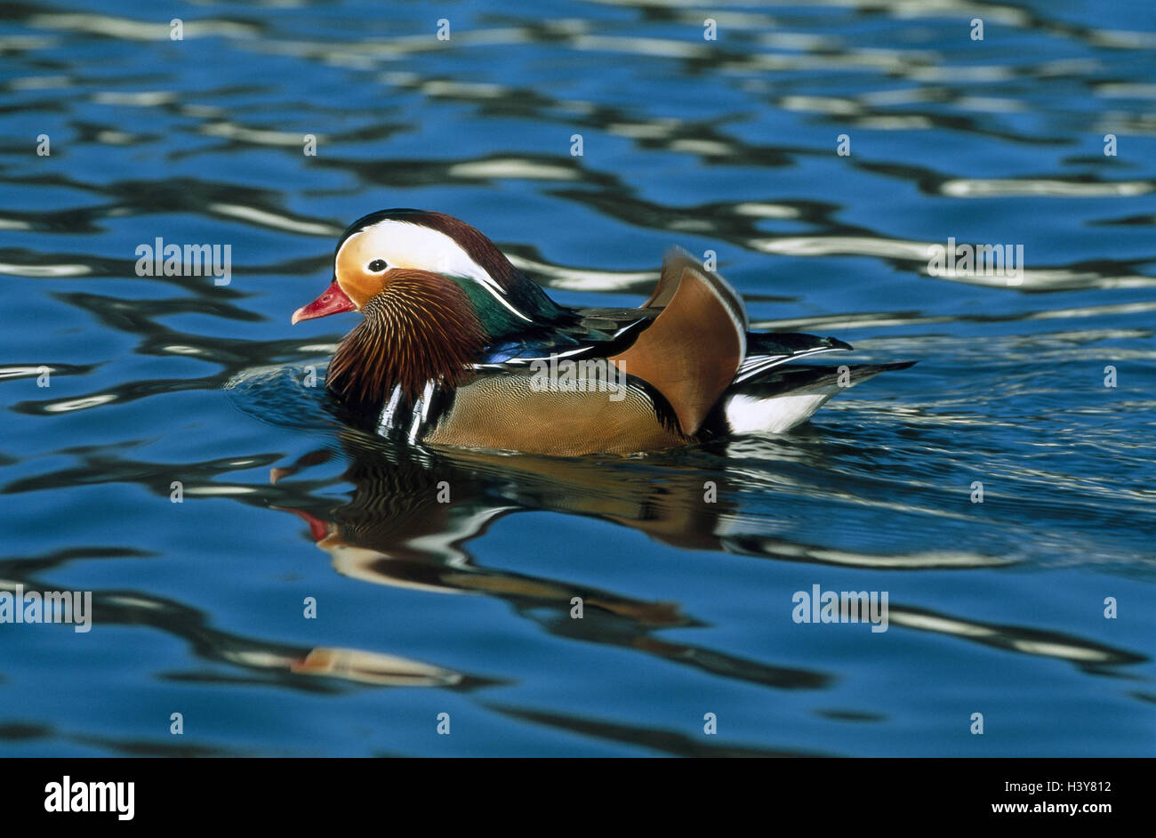 Mandarin duck, Aix galericulata, male, anatids, goose's birds ...