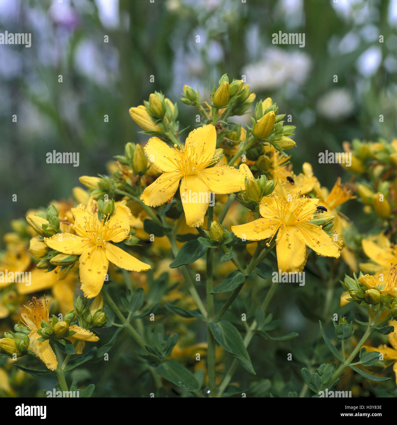 Tüpfel-Johanniskraut, Hypericum, perforatum, blossoms, close up, nature, botany, flora, plant, plant cuts, medicament plant, herbs, medicinal plants, herbs, medicinal plants, medicament plants, drugs, nature drugs, real Johanniskraut, Hohanniskaeut, hard Stock Photo