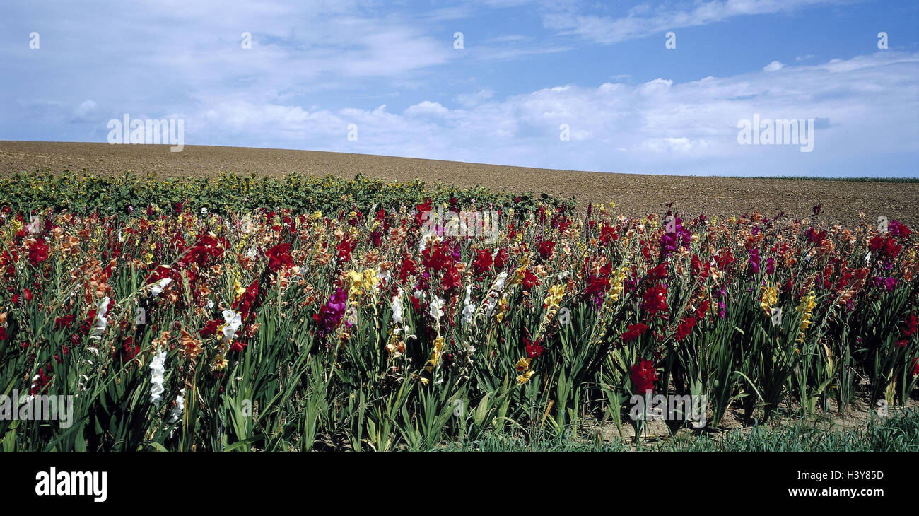 Gladiolus field, outside, field, flowers, flower field, cultivation, agriculture, economy, cut flowers, blossom, to the same picking, ornamental plants, plants, Gladiolus, Siegwurz, iris plants Stock Photo
