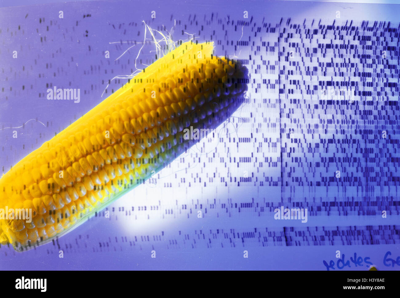 Corncobs, genetic-manipulated, DNA sequences, DNA Fingerprint method, sandwich recording, chemical laboratory, icon, food, genetic engineering, maize, nutrition, research, maneuver, genetic engineering, Stock Photo