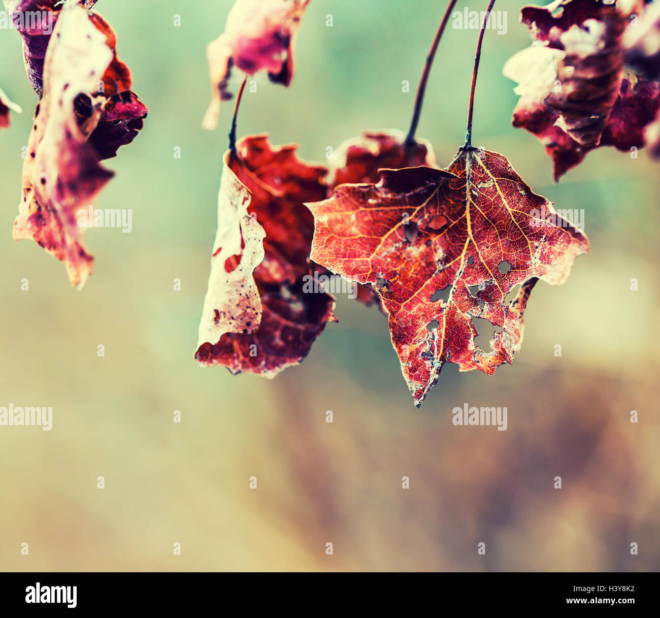 Autumn winter Leaves. Frozen autumn frost cold morning ice maple leaves. Frozen autumn leaves on the branch. Stock Photo