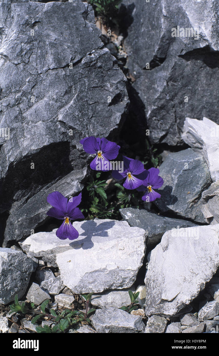 Caucasian violet, viola spec., bile floor, entries loudly originator, plants, flower, violet, violet plants, Violaceae, blossoms, blue, rocks Stock Photo