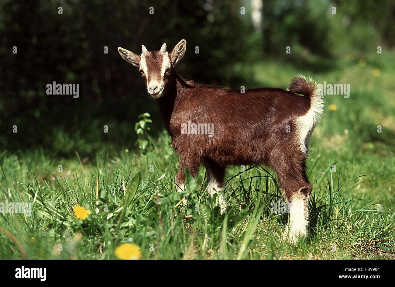 Watercolor Brown and White Goat in a Pasture | Photographic Print