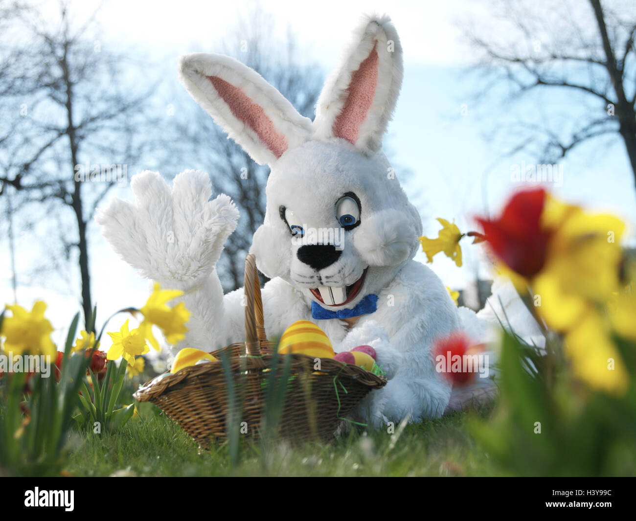 Meadow, Easter bunny, wave, Easter basket, portrait, flower meadow, flowers, narcissi, daffodils, Easter, Easter feast, child faith, lining, panels, costume, hare's costume, hare, humor, fun, funnily, friendly, happily, joy, Easter nest, Easter eggs, hide, search, find, season, Spring, springtime, outside Stock Photo