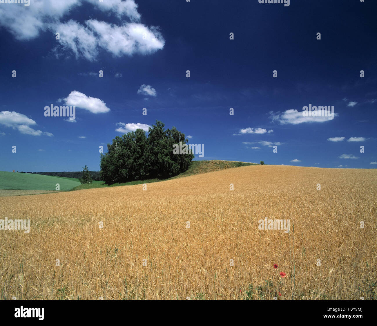 Grain-field, barley, Hordeum spec., grass, ears, grain, agriculture, country living, cultivated plant Stock Photo