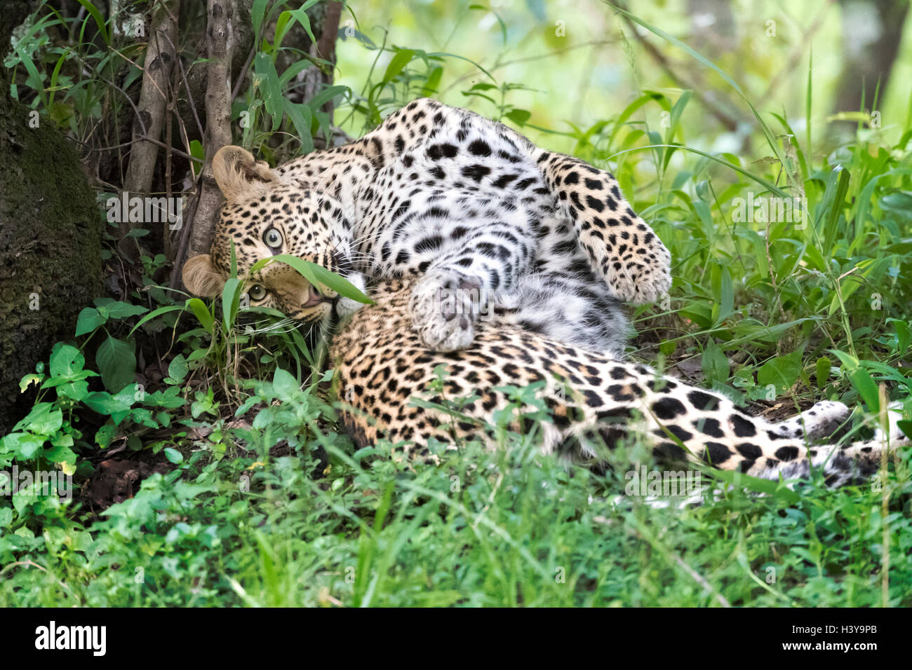 African Leopard (Panthera pardus) lying down in forest, playing, Masai Mara national reserve, Kenya. Stock Photo