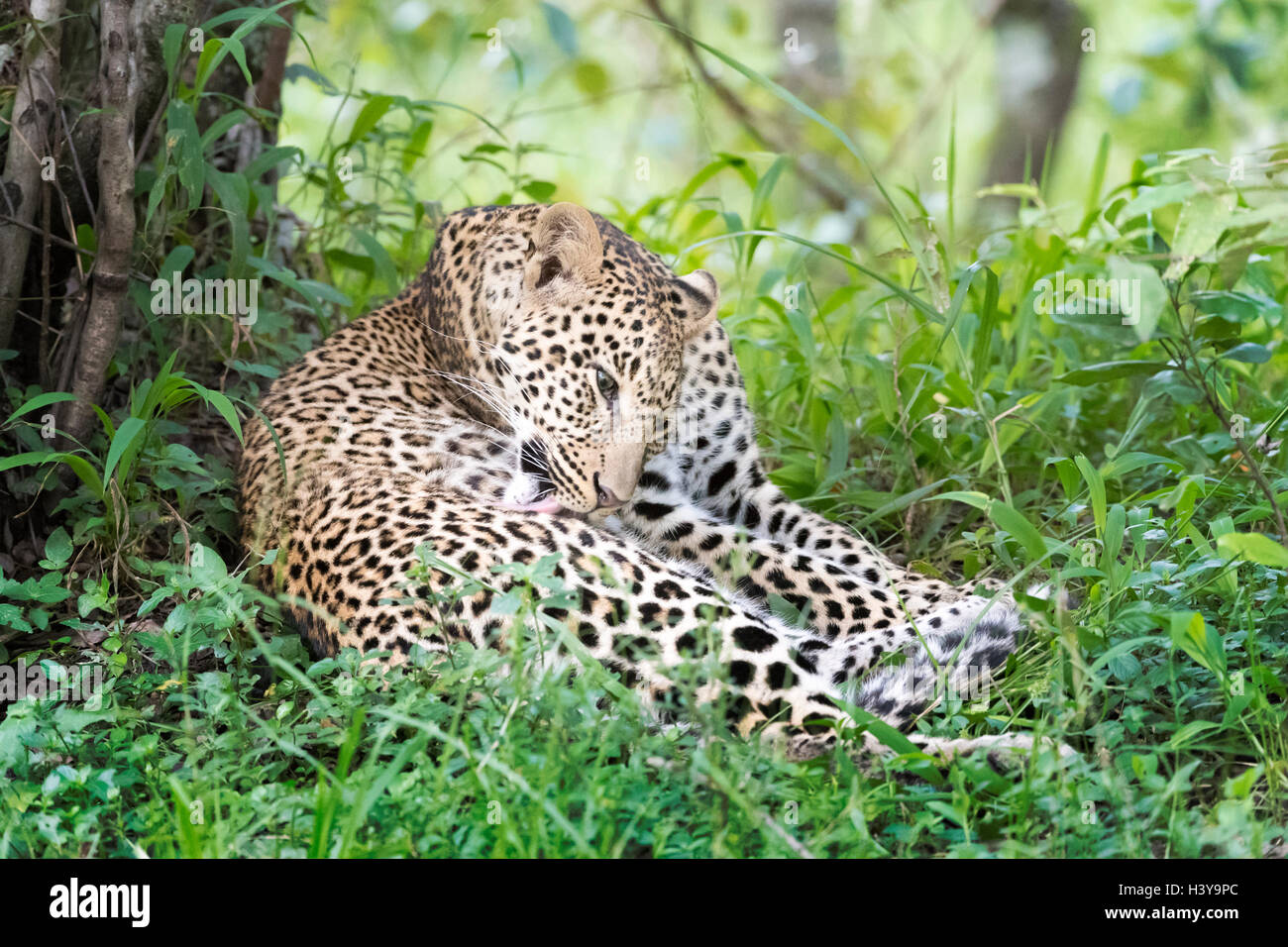 African Leopard (Panthera pardus) lying down in forest, cleaning his fur, Masai Mara national reserve, Kenya. Stock Photo