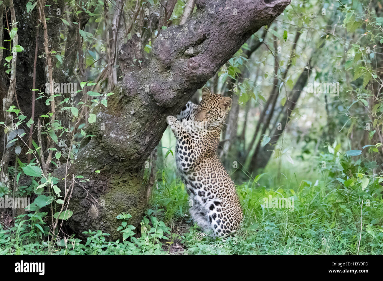 African Leopard (Panthera pardus) marking tree for territory in forest ...