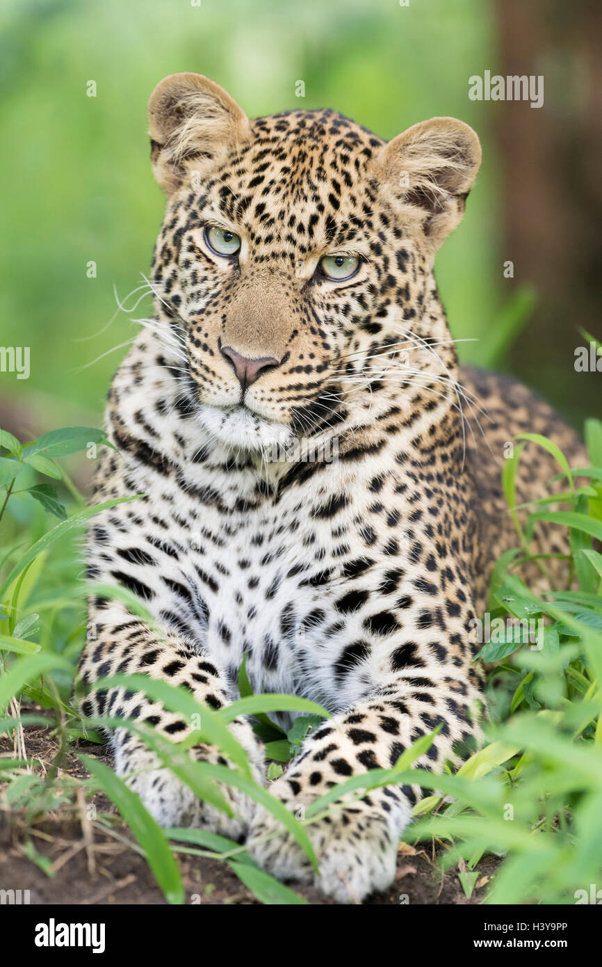 African Leopard (Panthera pardus) lying down in forest, looking at camera, Masai Mara national reserve, Kenya. Stock Photo