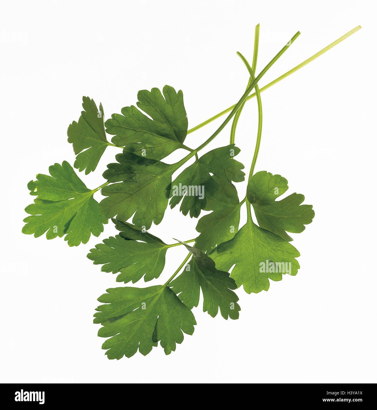 Parsley, Petroselinum crispum, herbs, herbs, herb, spice, spices, spice